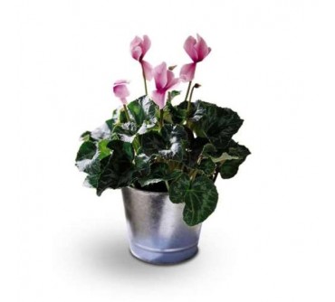 Cyclamen Plant